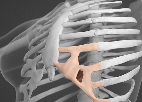 Autologous Tissue Rhinoplasty