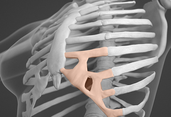 Autologous Tissue Rhinoplasty